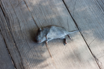 A little gray dead mouse lies on an old wooden floor. sunny day