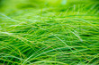 Soczyście zielona trawa na łące