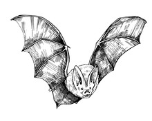 Bat Sketch. Hand Drawn Illustration Converted To Vector