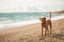 A Fit And Healthy Labrador Retriever Dog Standing On A Beautiful Cornish Beach With The Ocean Behind Looking Playful With A Tennis Ball In Its Mouth