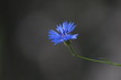 Blue flower on dark background