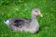 baby goose on grass