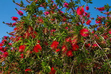 Beautiful Blooming Callistemon Bush With Bright Red Flowers Also Called Bottlebrush Over Blue Sky