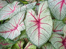 Closeup Of Tropical Caladium Leaves Growng As Landscape Foliage In Florda
