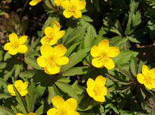 Anemone Ranunculoides Or Buttercup Anemone Early Yellow Flowers