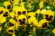 Viola wittrockiana pansy inspire yellow blotch many flowers