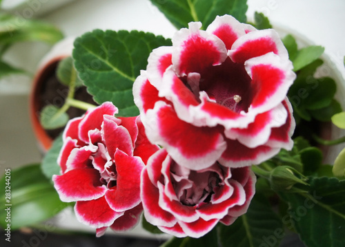 Cuadros en Lienzo Gloxinia brocade double red flowers