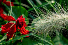 Colourful Close Up Of A Blooming Ornamental Grass And Red Sage