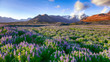 © pilat666 - Typical Icelandic landscape with field of blooming lupine flowers