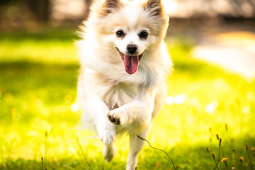 Pomeranian dog german spitz klein running towards camera.