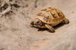 © fesenko - Very small turtle crawls on the sand
