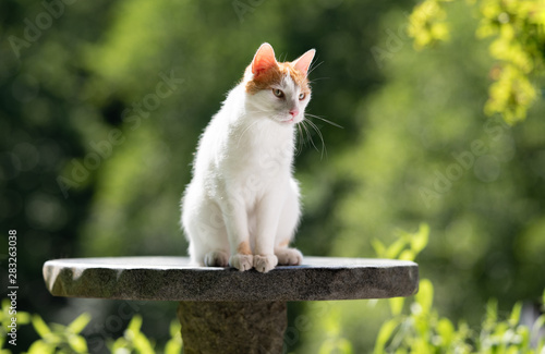 White Ginger Domestic Shorthair Cat Sitting On A Stone Table
