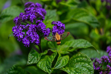 Poster -  The hummingbird clearwing,Hemaris thysbe commonly known as hawk moth