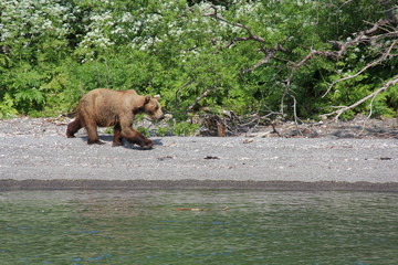 brown bear in zoo