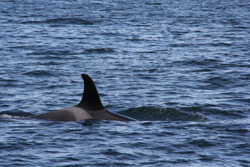 dolphin in water