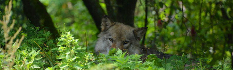 Gray wolf or grey wolf Canis lupus, also timber or western wolf is a canine native to the wilderness and remote areas of Eurasia and North America. It is the largest extant member of its family