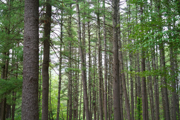 Poster - landscape view of the pine tree forest