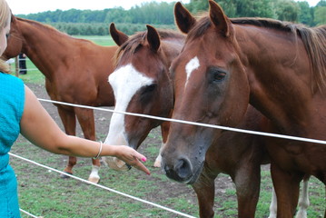 horses