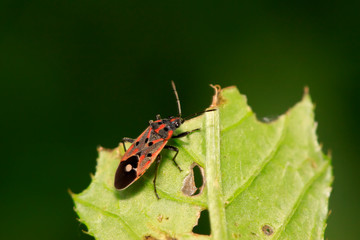 Wall Mural - chinch bug on plant