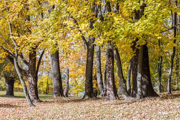 park ground covered with dry leaves, trees with bright autumnal foliage against blue sky background