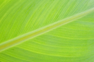 Wall Mural - Banana green leaf texture background