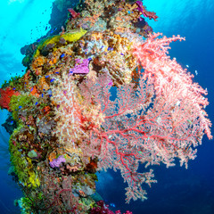 Wall Mural - Pink Soft Coral On A Vertical Mast In Shallow Blue Water