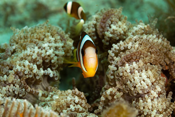 Clownfish or anemonefish are fishes from the subfamily Amphiprioninae in the family Pomacentridae