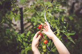 Fototapeta  - enfant cueille des tomates