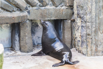 Cute fur seal rests at the zoo in a sunny warm day. Concept of animal life in a zoo and in captivity.