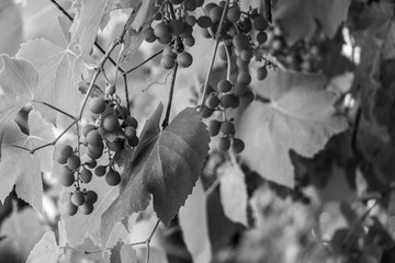 Black and white photographs, countryside view, grapes, leaves, flowerpot.