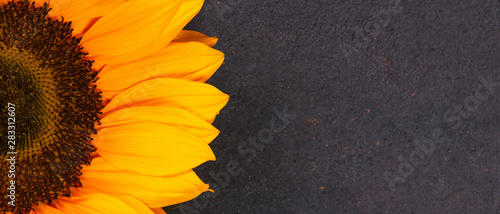 Leinwand Poster  Bright banner with yellow sunflower on the brown background