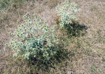 Canvas Print - Field Eryngo plants from close