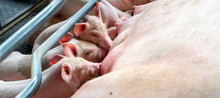 PIG FARMLittle Pig Is Sucking Milk. The Newborn Pig Is Sucking Milk From The Mother