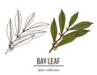 Medicinal and kitchen plant laurel Laurus nobilis 
