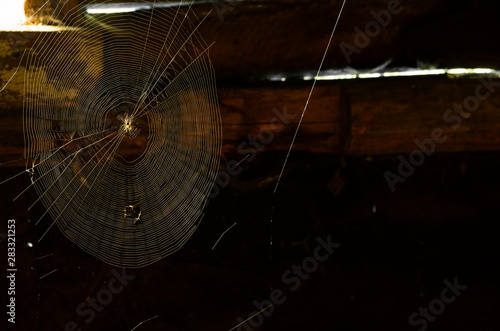 Fotomural Spider net with a house spider in the center in a dark attic with daylight from