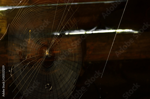 Fotografía Large circular web with a house spider and parallel cobwebs against the dark vil