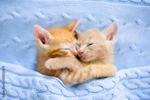 Baby cat. Ginger kitten sleeping under blanket Poster Mural XXL