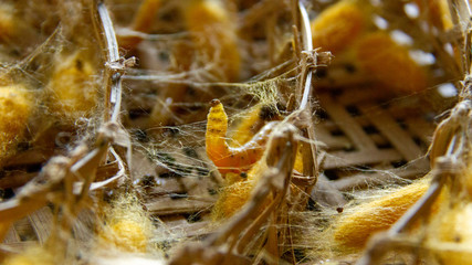 Silkworms making cocoons