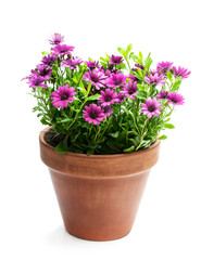 Group of colorful daisy flowers in clay pot isolated on white