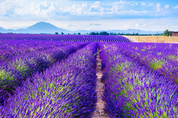 Lavender fields near Valensole, Provence, France. Beautiful summer landscape