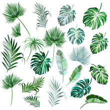 Big Collection Of Vector Hand Drawn Colored Palm Leaves For Design