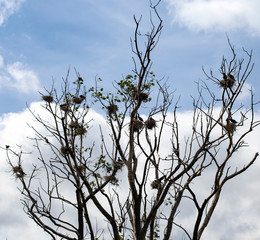 Old tree with a lot of bird nests