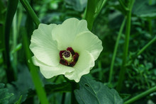 Okra, Abelmoschus Esculentus, Known In Many English-speaking Countries As Ladies' Fingers Or Ochro, Is A Flowering Plant In The Mallow Family.