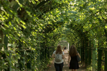 Abandoned house, thick vegetation. Green arch. green tunnel of trees at the garden