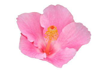 Poster - Hawaiian hibiscus flower isolated