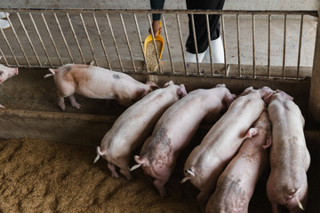 Wall Mural - Hands of farmer feeding pig in organic rural farm agricultural. Livestock industry