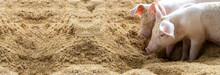Panoramic Scene Of Cute Pigs In Organic Rural Farm Agricultural. Livestock Industry