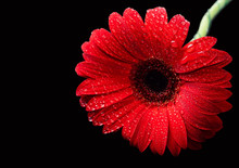 Red Gerbera Isolated On Black Background With Water Droplets On