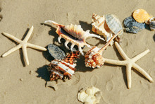 Sea Shells Starfish At Sand Beach Copy Space