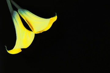 two yellow flowers on black background